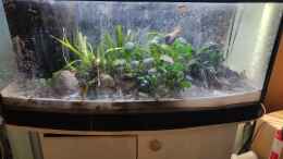 aquarium-von-sosi-wohnzimmer-vers--2_Hardscape mit Pflanzen