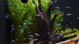 aquarium-von-peter-peter-juwel-rio-180_Roter Neon 