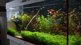 aquarium-von-peter-peter-juwel-rio-180_Juwel Aquarium RIO 180 19.06.2023