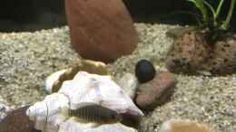 aquarium-von-herkla-lake-tanganjika-aufgeloest_07.02.22 dunkles Weibchen der Multis