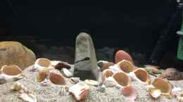 aquarium-von-herkla-lake-tanganjika-aufgeloest_20.11.2021 mittig ebenfalls einen kleinen Felsen