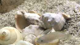 aquarium-von-herkla-lake-tanganjika-aufgeloest_07.02,22 helles Weibchen und helles Männchen der Multis