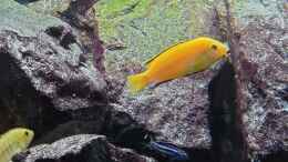 aquarium-von-stefan-von-oettingen-first-malawi_Labidochromis yellow und Pseudotropheus cyaneorhabdos Jungti