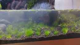 aquarium-von-pem-projekt-gruenes-wasserbecken_Schwimmpflanzen die gar keine sind :-)