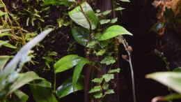 aquarium-von-junglist-amazonas_Ficus sagittata und Ficus scandens....beide als Stecklinge g