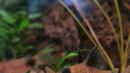 aquarium-von-david-schneider-aquaristik-asienaquarium_Corydoras panda beim Rote Mückenlarven essen