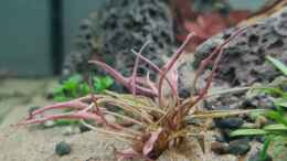 aquarium-von-david-schneider-aquaristik-asienaquarium_Cryptocoryne wendtii pink flamingo