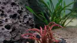 Aquarium einrichten mit Cryptocoryne spiralis red
