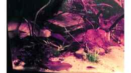 aquarium-von-amazonas-rio-negro-schwarzwasser-biotop_Schwarzwasser Biotop Uferbereich