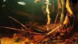 aquarium-von-amazonas-rio-negro-schwarzwasser-biotop_