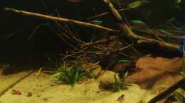 aquarium-von-amazonas-rio-negro-schwarzwasser-biotop_Feiner Sand