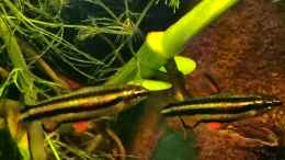 aquarium-von-amazonas-rio-negro-schwarzwasser-biotop_Farbenfroh