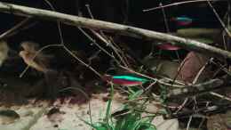 aquarium-von-amazonas-rio-negro-schwarzwasser-biotop_