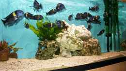 aquarium-von-fred-heinen-becken-440_mein Dubi Becken