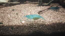 aquarium-von-mr-shrimp-anubiasdickicht_Eiertragendes Weibchen , extrem hell gefärbt 