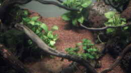 aquarium-von-mr-shrimp-anubiasdickicht_Anubias barteri var bonsai