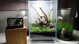 aquarium-von-junglist-dooa-neo-glas-air_In guter Gesellschaft