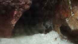 aquarium-von-torsten-bullmahn-54er-scape---wood-stone_C. panda Jungtier