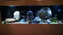 aquarium-von-cichliden-kabuff-dickes-b-an-der-spree-und-der-kleine-tanganjikasee_Genralüberholung des Aufbaus durch Komplettisierung des Bes