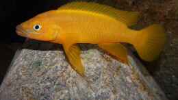 aquarium-von-cichliden-kabuff-dickes-b-an-der-spree-und-der-kleine-tanganjikasee_orange-gelber Buntbarschtraum