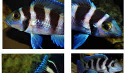 aquarium-von-cichliden-kabuff-dickes-b-an-der-spree-und-der-kleine-tanganjikasee_Portfolio Neolamprologus tretocephalus