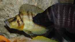 aquarium-von-cichliden-kabuff-dickes-b-an-der-spree-und-der-kleine-tanganjikasee_Gruppenbild Tanganjika
