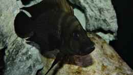 aquarium-von-cichliden-kabuff-dickes-b-an-der-spree-und-der-kleine-tanganjikasee_Black Widow ...rrrr...