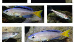 aquarium-von-cichliden-kabuff-dickes-b-an-der-spree-und-der-kleine-tanganjikasee_Cyprichromis leptosoma Mpulungu Portfolio
