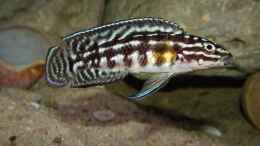 aquarium-von-cichliden-kabuff-dickes-b-an-der-spree-und-der-kleine-tanganjikasee_Julidochromis marlieri