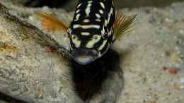 aquarium-von-cichliden-kabuff-dickes-b-an-der-spree-und-der-kleine-tanganjikasee_Frau Julidochromis in Frontalaufnahme