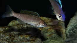 aquarium-von-cichliden-kabuff-dickes-b-an-der-spree-und-der-kleine-tanganjikasee_Cyprichromis leptosoma Mpulungu Paar