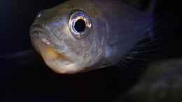 Aquarium einrichten mit Cyprichromis leptosoma Mpulungu Weibchen bei der