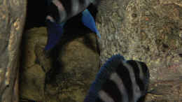 aquarium-von-cichliden-kabuff-dickes-b-an-der-spree-und-der-kleine-tanganjikasee_Mein Paar und ganzer Stolz N. tretocephalus