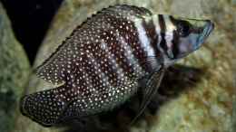 aquarium-von-cichliden-kabuff-dickes-b-an-der-spree-und-der-kleine-tanganjikasee_Altolamprologus calvus black Moliro Weibchen
