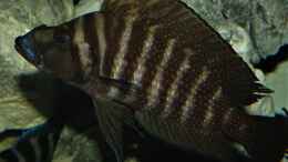 aquarium-von-cichliden-kabuff-dickes-b-an-der-spree-und-der-kleine-tanganjikasee_Altolamprologus compressiceps black widow Kiku Weibchen mit 