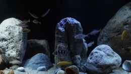 aquarium-von-cichliden-kabuff-dickes-b-an-der-spree-und-der-kleine-tanganjikasee_Abendstimmung im  kleinen Tanganjikasee