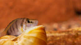 aquarium-von-fotto-felsenzone_Altolamprologus spec shell 