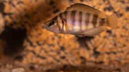 aquarium-von-fotto-felsenzone_Altolamprologus spec shell 