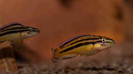 Aquarium einrichten mit Julidochromis marksmithi nkondwe