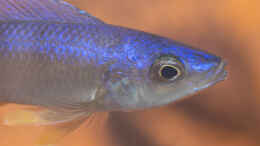 Foto mit Cyprichromis leptosoma utinta 