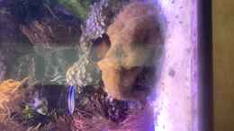 aquarium-von-diver-kleiner-riff-ausschnitt_Zwergkeiserfisch