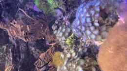 aquarium-von-diver-kleiner-riff-ausschnitt_Feilenfisch