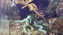 aquarium-von-diver-kleiner-riff-ausschnitt_Schlangenseestern 