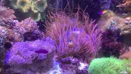 aquarium-von-diver-kleiner-riff-ausschnitt_Anemone mit Clownfische 