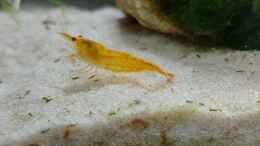 aquarium-von-alex-rieger-drachenberge_Garnele orange