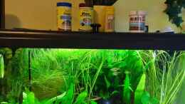 aquarium-von-hotu-shrimps-amp--fish-ehemals-cpo-amp--garnelen_Hauptbild