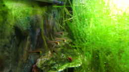 aquarium-von-hotu-shrimps-amp--fish-ehemals-cpo-amp--garnelen_Kärpflinge
