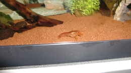 aquarium-von-hotu-shrimps-amp--fish-ehemals-cpo-amp--garnelen_CPO