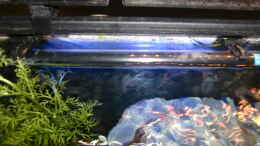 aquarium-von-hotu-shrimps-amp--fish-ehemals-cpo-amp--garnelen_Nachtlicht