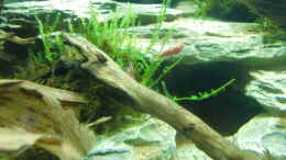 aquarium-von-hotu-shrimps-amp--fish-ehemals-cpo-amp--garnelen_Red Fire